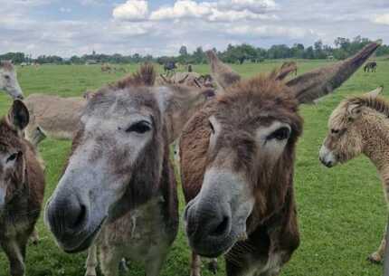 SRP Zasavica Team building